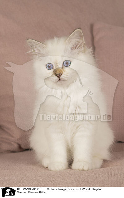 Heilige Birma Ktzchen / Sacred Birman Kitten / WVDH-01233