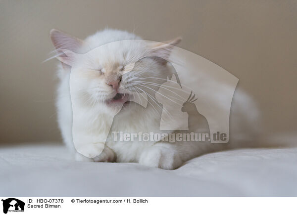 Heilige Birma / Sacred Birman / HBO-07378