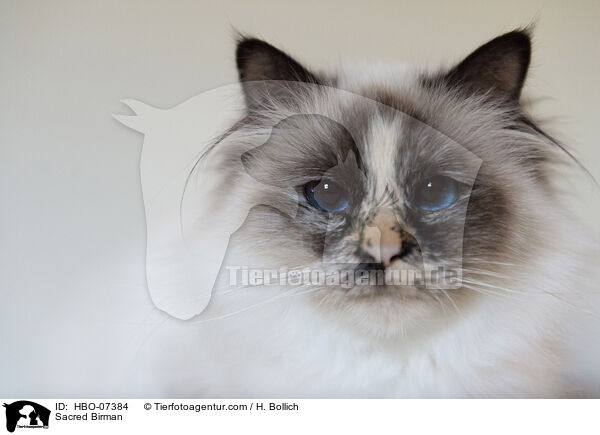 Heilige Birma / Sacred Birman / HBO-07384