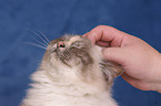 female sacred birman