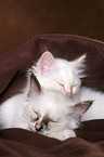 Sacred Birman Kitten
