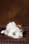 Sacred Birman Kitten