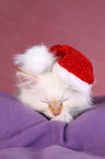 Sacred Birman Kitten