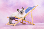 Sacred Birman kitten