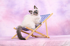 Sacred Birman kitten