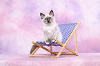 Sacred Birman kitten