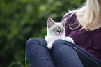 woman with Sacred Birman kitten