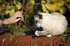playing Sacred Birman
