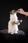 Sacred Birman