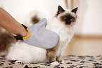 sitting sacred Birman