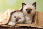 hiding Sacred Birman kitten