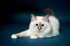 lying Sacred Birman