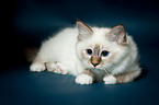 lying Sacred Birman