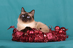 Sacred Birman