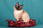 Sacred Birman