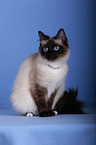 Sacred Birman