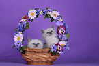 Sacred Birman kittens