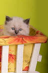 Sacred Birman Kitten