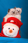 Sacred Birman Kitten