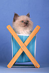 Sacred Birman Kitten