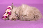 Sacred Birman Kitten