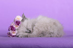 Sacred Birman Kitten