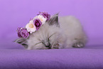 Sacred Birman Kitten