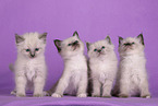 Sacred Birman Kitten