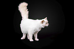 Sacred Birman