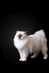 Sacred Birman