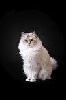 Sacred Birman