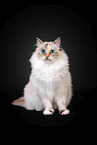 Sacred Birman