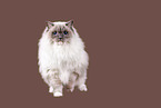 Sacred Birman