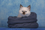 Sacred Birman Kitten