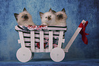 Sacred Birman Kitten