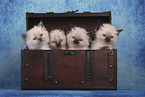 Sacred Birman Kitten