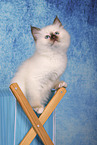 Sacred Birman Kitten