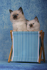 Sacred Birman Kitten