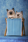 Sacred Birman Kitten