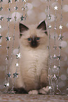 Sacred Birman Kitten