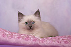 Sacred Birman Kitten