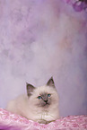Sacred Birman Kitten
