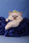 Sacred Birman Kitten