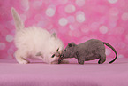 Sacred Birman Kitten