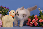 Sacred Birman Kitten