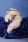 Sacred Birman Kitten