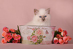 Sacred Birman Kitten