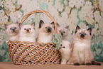 Sacred Birman Kitten