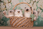 Sacred Birman Kitten