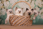 Sacred Birman Kitten